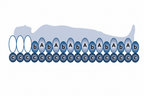 Alerta Ruby Auto cell structure